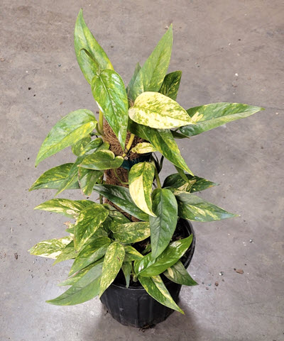 6" Epipremnum Pinnatum Variegated Neon Pole